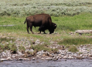 A wild buffalo in Yellowstone National Park. Photo by William Wyckoff. 