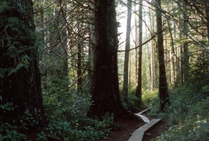 A trail through the forest leads from road's end to the beach. 